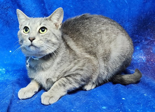 260127  Emerson, Adult Domestic Short Hair / Mixed (short coat), cat for adoption in Auburn, Alabama