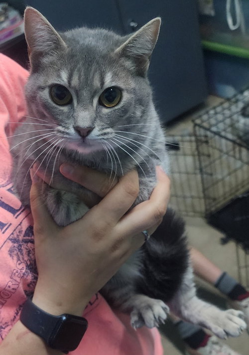 260186  Ana, Young Domestic Short Hair / Mixed (short coat), cat for adoption in Auburn, Alabama