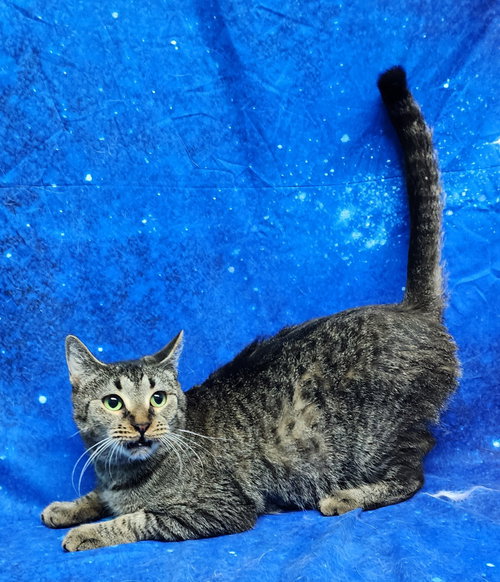 260194  Iris, Adult Domestic Short Hair / Mixed (short coat), cat for adoption in Auburn, Alabama