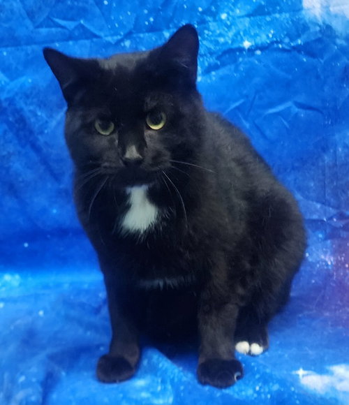 260195  Dapper, Adult Domestic Short Hair / Mixed (short coat), cat for adoption in Auburn, Alabama