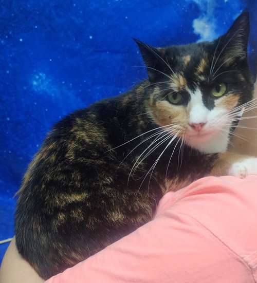 260286  Nova, Adult Domestic Short Hair / Mixed (short coat), cat for adoption in Auburn, Alabama