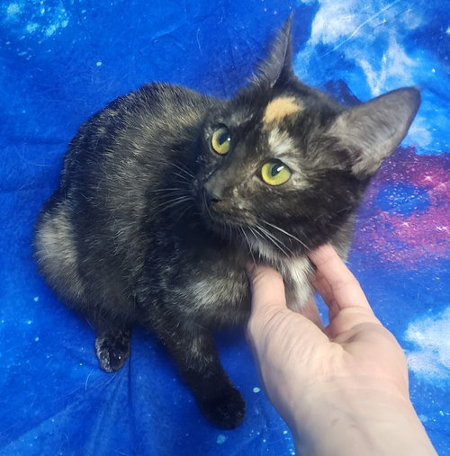 260290  Beatrice, Adult Domestic Short Hair / Mixed (short coat), cat for adoption in Auburn, Alabama