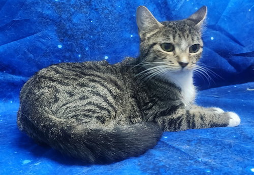 260364  Franny, Adult Domestic Short Hair / Mixed (short coat), cat for adoption in Auburn, Alabama