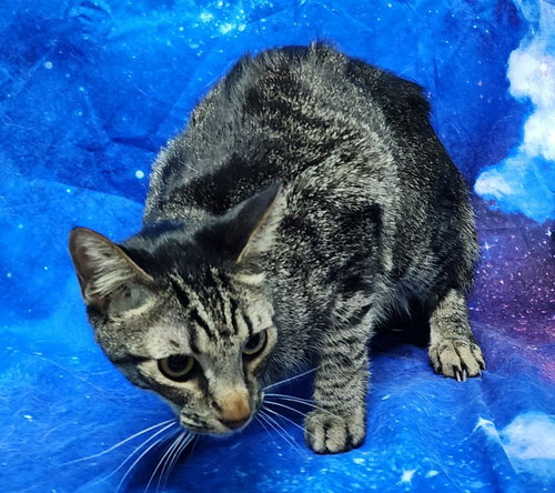260407  Sunny, Adult Domestic Short Hair / Mixed (short coat), cat for adoption in Auburn, Alabama