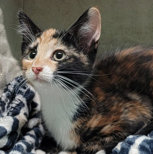 260407  Molly, Adult Domestic Short Hair / Mixed (short coat), cat for adoption in Auburn, Alabama