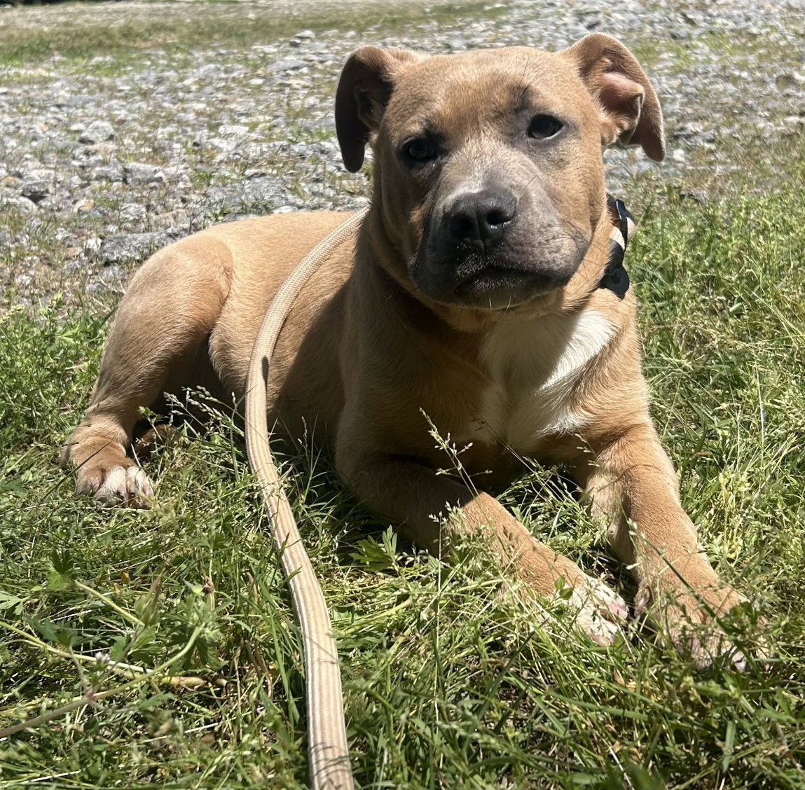 260874  Hazel