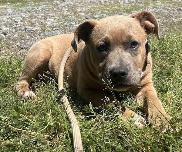 260874  Hazel