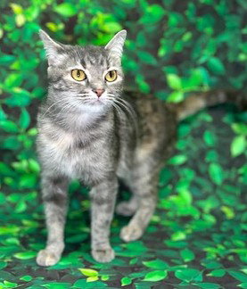 260307  Gray, an adoptable Domestic Short Hair in Wetumpka, AL