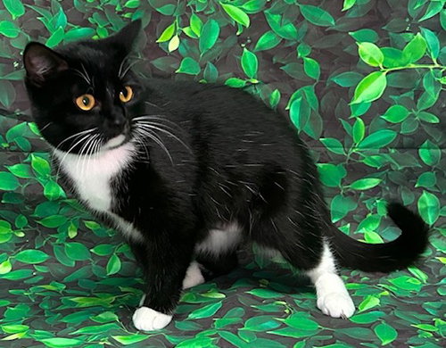 260359 Vesta, an adoptable Domestic Short Hair in Wetumpka, AL