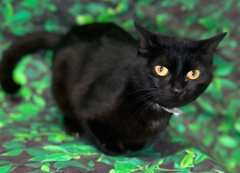 260359  Victoria, an adoptable Domestic Short Hair in Wetumpka, AL