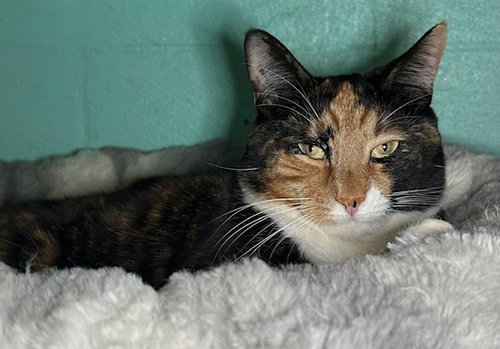 260407 Molly, an adoptable Domestic Short Hair in Wetumpka, AL