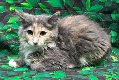 260453 Fork, an adoptable Domestic Medium Hair in Wetumpka, AL