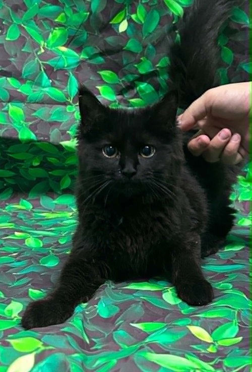 260453  Knife, an adoptable Domestic Medium Hair in Wetumpka, AL