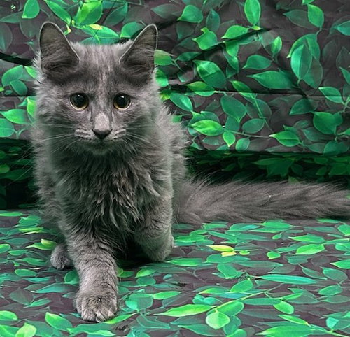 260453  Spoon, an adoptable Domestic Medium Hair in Wetumpka, AL