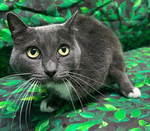 260468 Vampira, an adoptable Domestic Short Hair in Wetumpka, AL