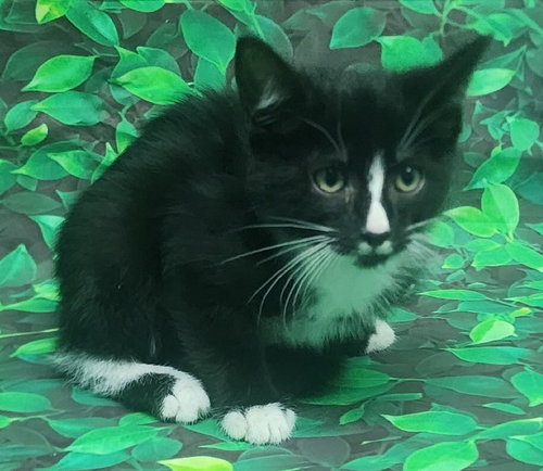 260474  Basil, an adoptable Domestic Short Hair in Wetumpka, AL