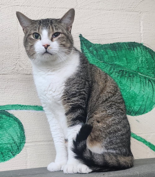 260449  Mittens, an adoptable Domestic Short Hair in Wetumpka, AL