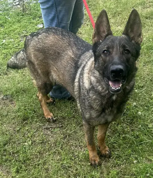 Abbi - German Shepherd Dog