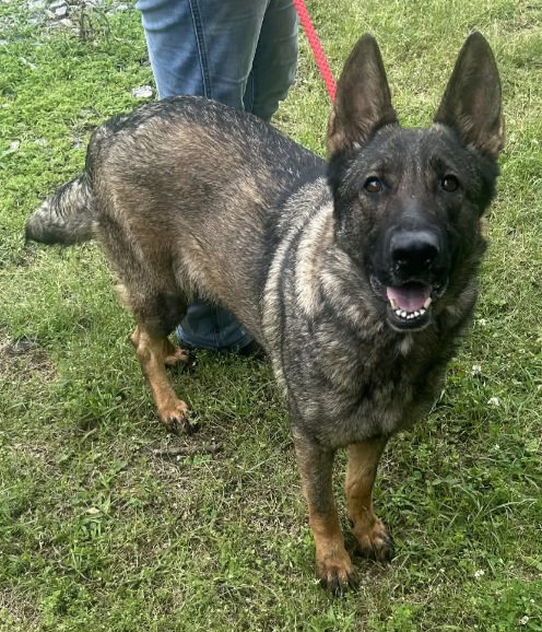 260538  Abbi, an adoptable German Shepherd Dog in Wetumpka, AL