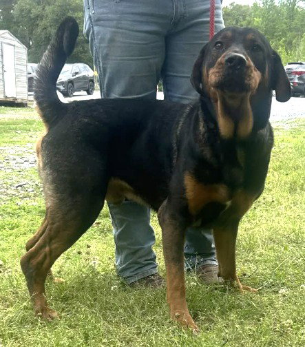 260540 Diesel, an adoptable Rottweiler in Wetumpka, AL