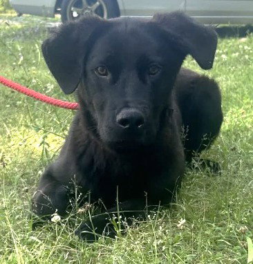 260551 Ed, an adoptable Labrador Retriever in Wetumpka, AL