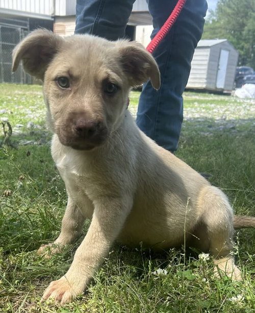 260555 Crunchie, an adoptable Labrador Retriever in Wetumpka, AL