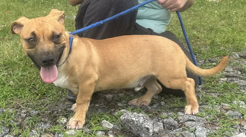 260560 Blake, an adoptable Terrier in Wetumpka, AL
