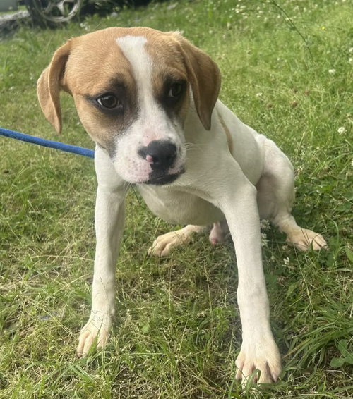 260560 Pooch, an adoptable Terrier in Wetumpka, AL