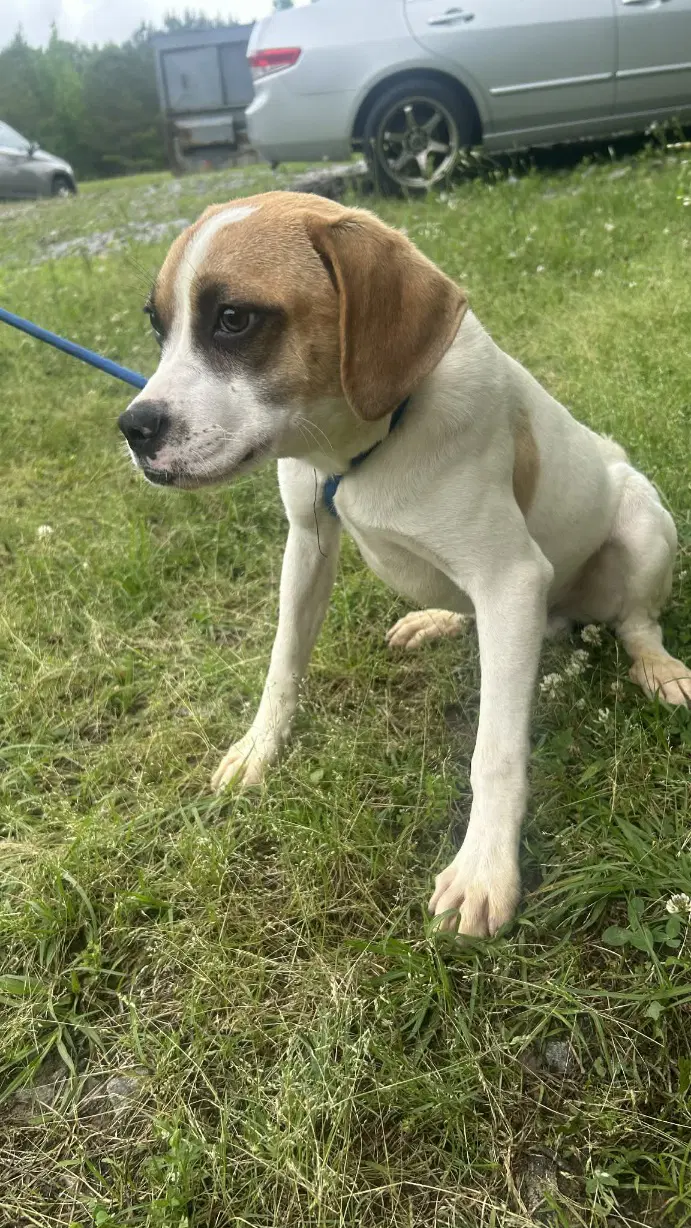 Pooch image 3