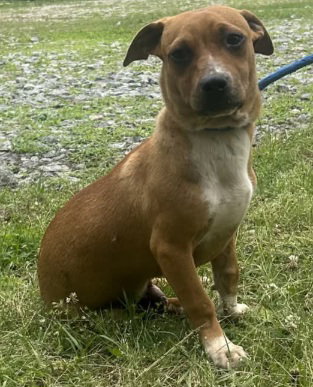 260560 Scotty, an adoptable Terrier in Wetumpka, AL