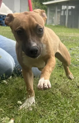 260560 Gillian, an adoptable Terrier in Wetumpka, AL