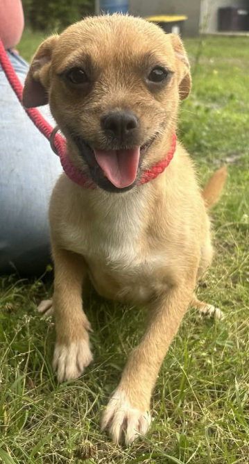 260560 Tinkle, an adoptable Terrier in Wetumpka, AL