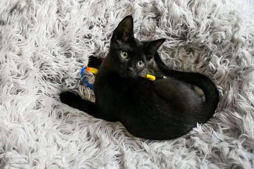 260313 Grimm, an adoptable Domestic Short Hair in Wetumpka, AL