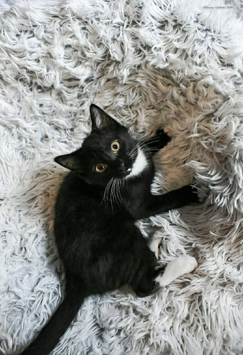 260252 Adalynn, an adoptable Domestic Short Hair in Wetumpka, AL