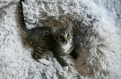 260252 Rosalee, an adoptable Domestic Short Hair in Wetumpka, AL