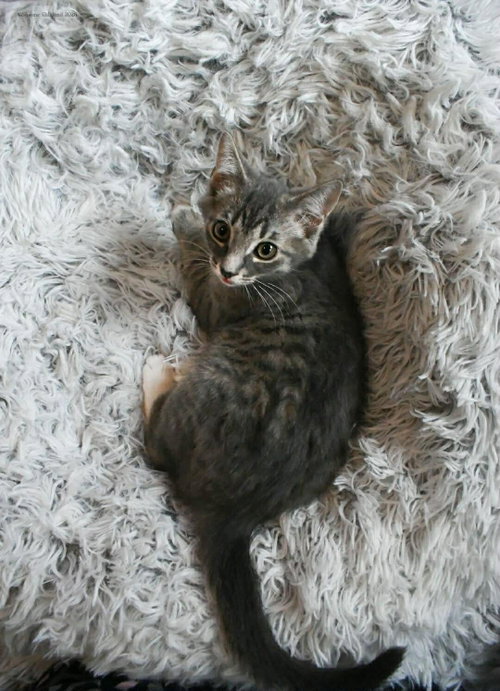 260252  Nick, an adoptable Domestic Short Hair in Wetumpka, AL