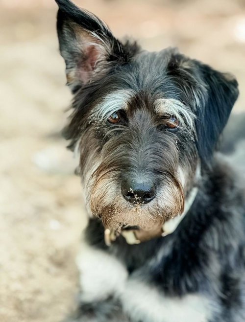 260663  Winnie, an adoptable Schnauzer in Wetumpka, AL