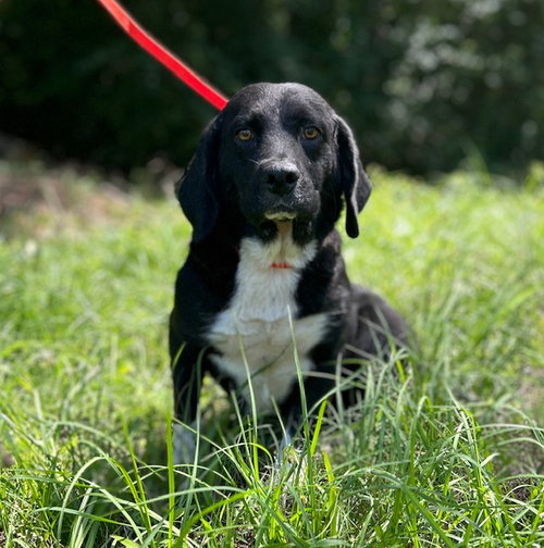 260498 Skye