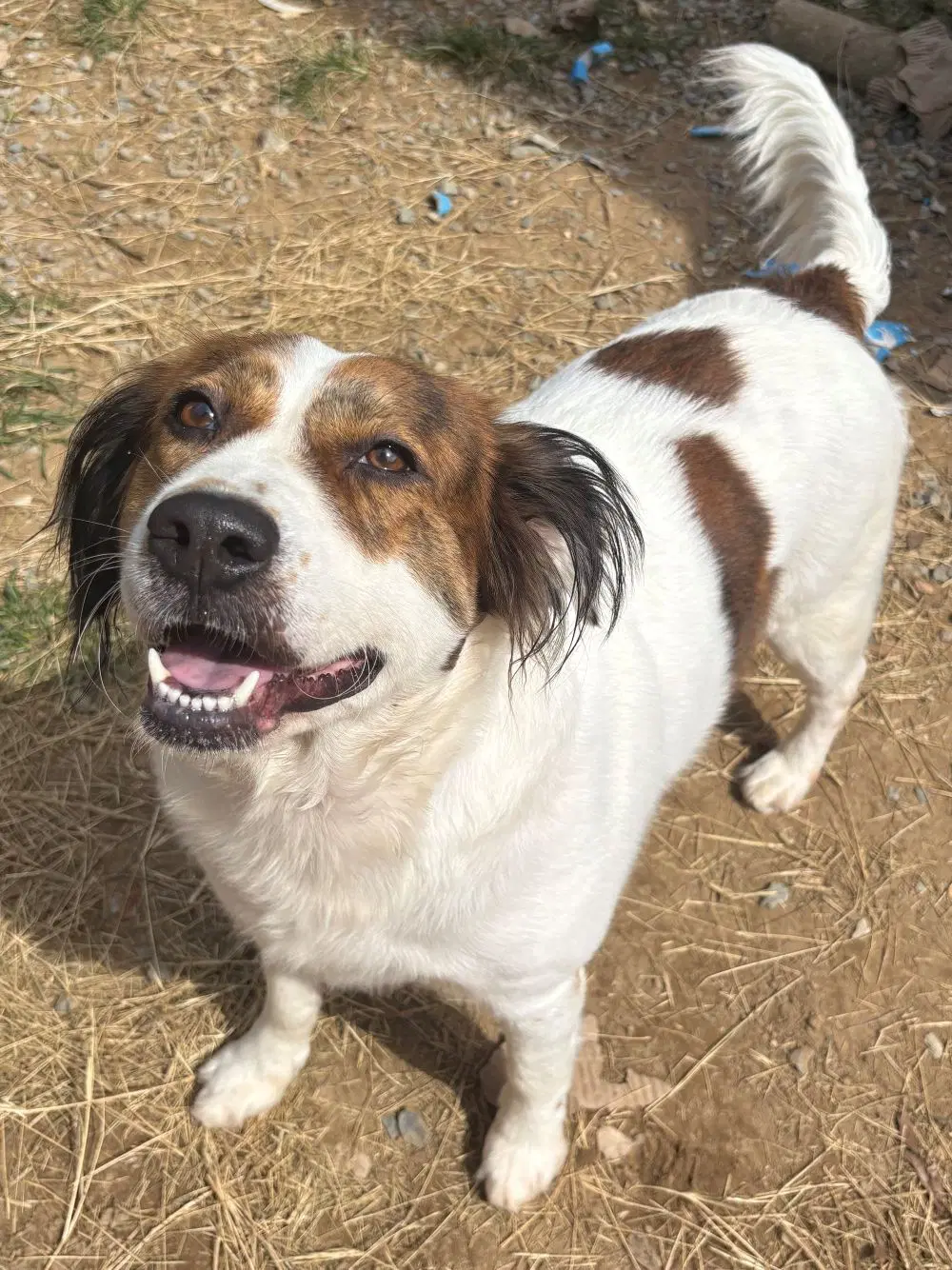Hildegard - Australian Shepherd