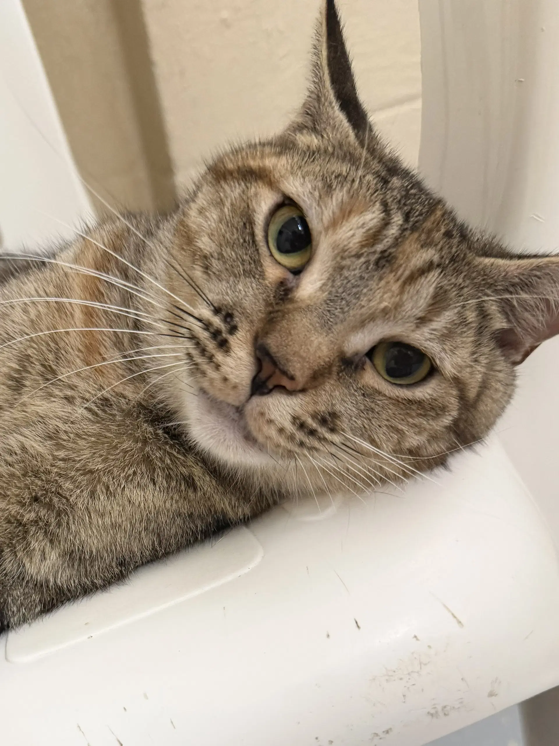 Eloise - Domestic Short Hair