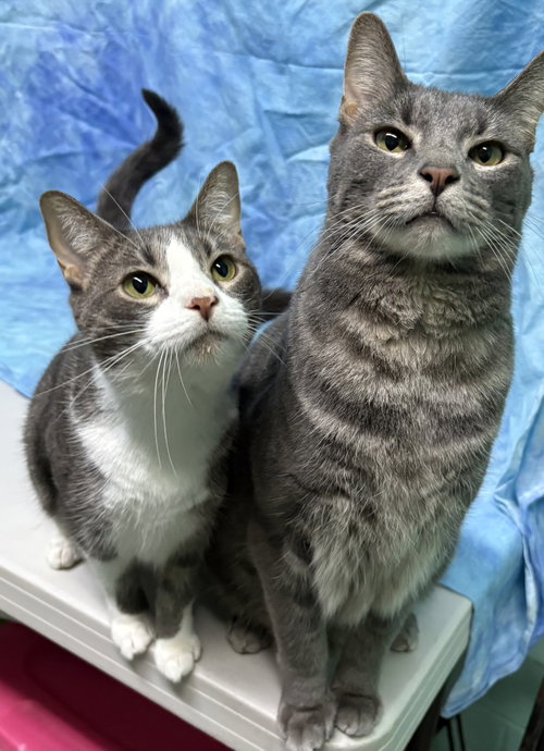 picture of the cat needing adoption