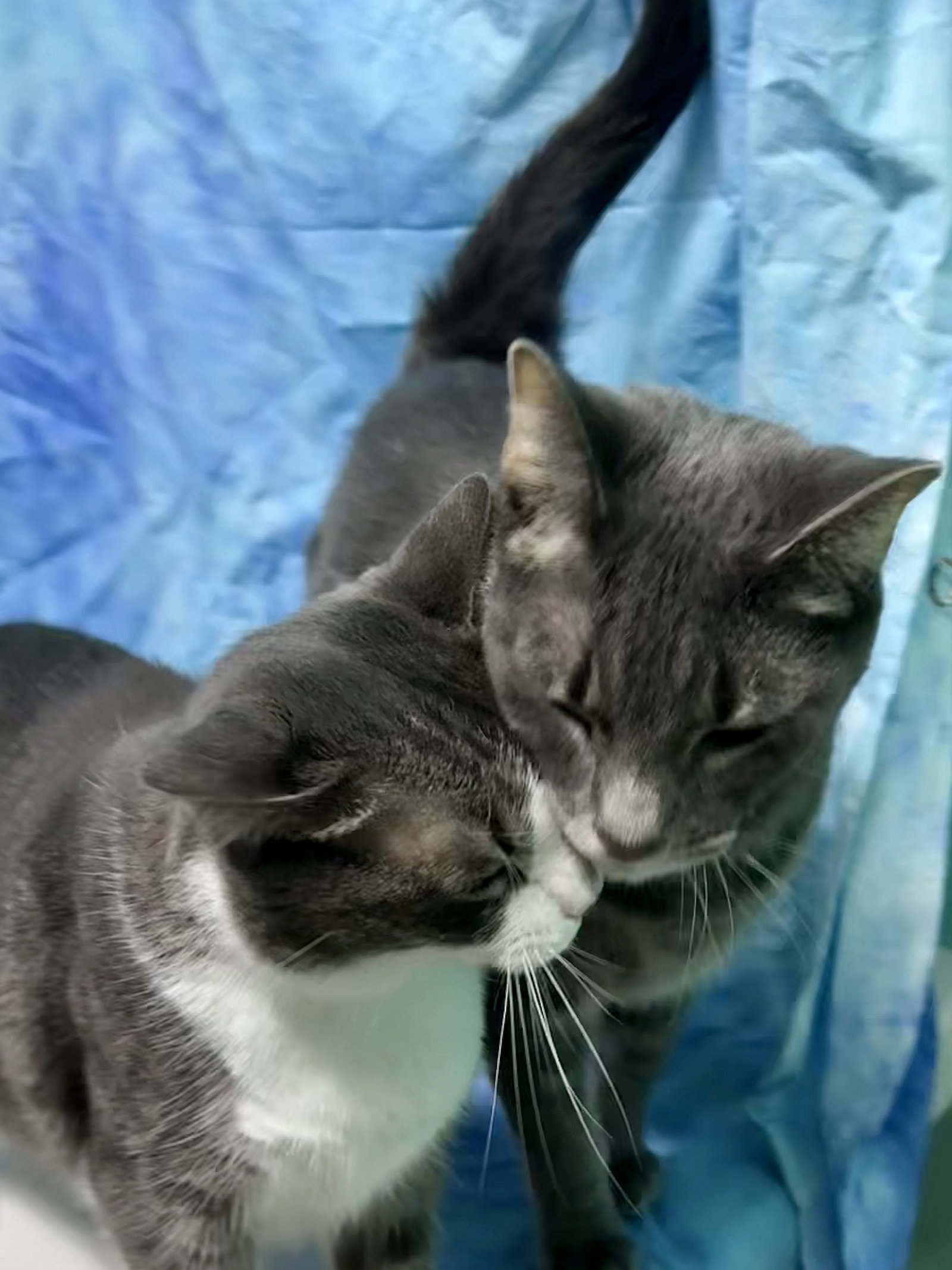 260892 Ellie & Xeno, photo 3