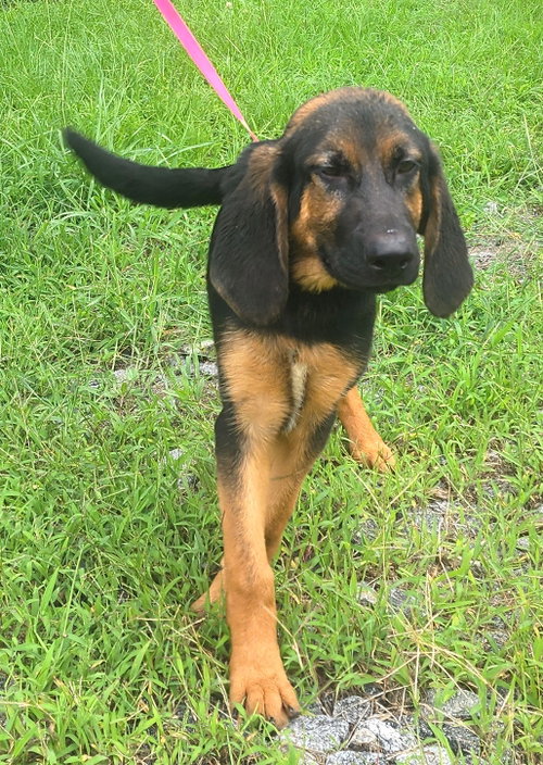 260687 Little Zeus, an adoptable Bloodhound in Wetumpka, AL