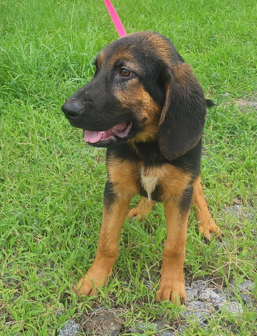 260687  Little Zeus photo 2