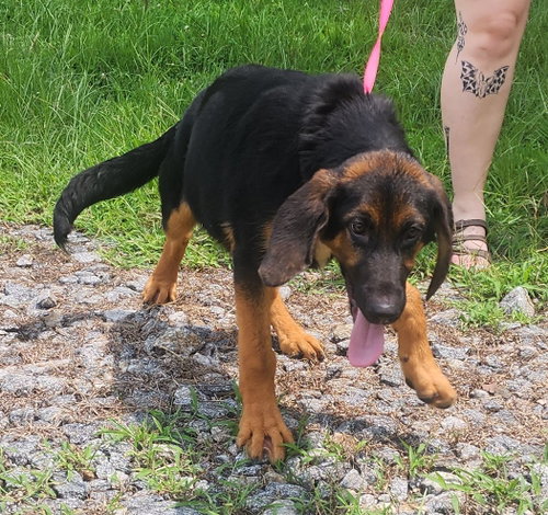 260687  Little Zeus photo 3