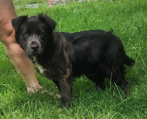 260671 Cain, an adoptable Australian Shepherd in Wetumpka, AL