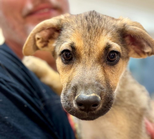 260674 Diesel, an adoptable German Shepherd Dog in Wetumpka, AL