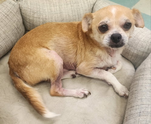 260736 Tigger, an adoptable Chihuahua in Wetumpka, AL