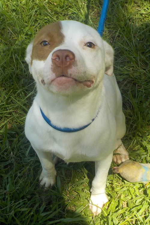 260899  Bailey, an adoptable American Pit Bull Terrier in Wetumpka, AL