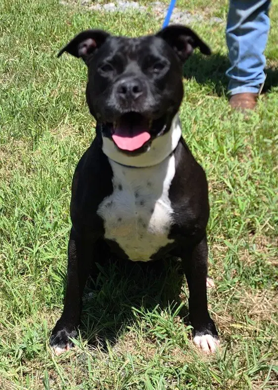 Sunny - American Pit Bull Terrier